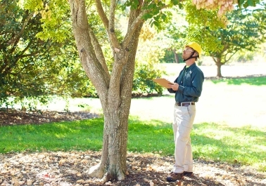 Benefits of Hiring a Certified Arborist in Salem, Oregon sidebar image