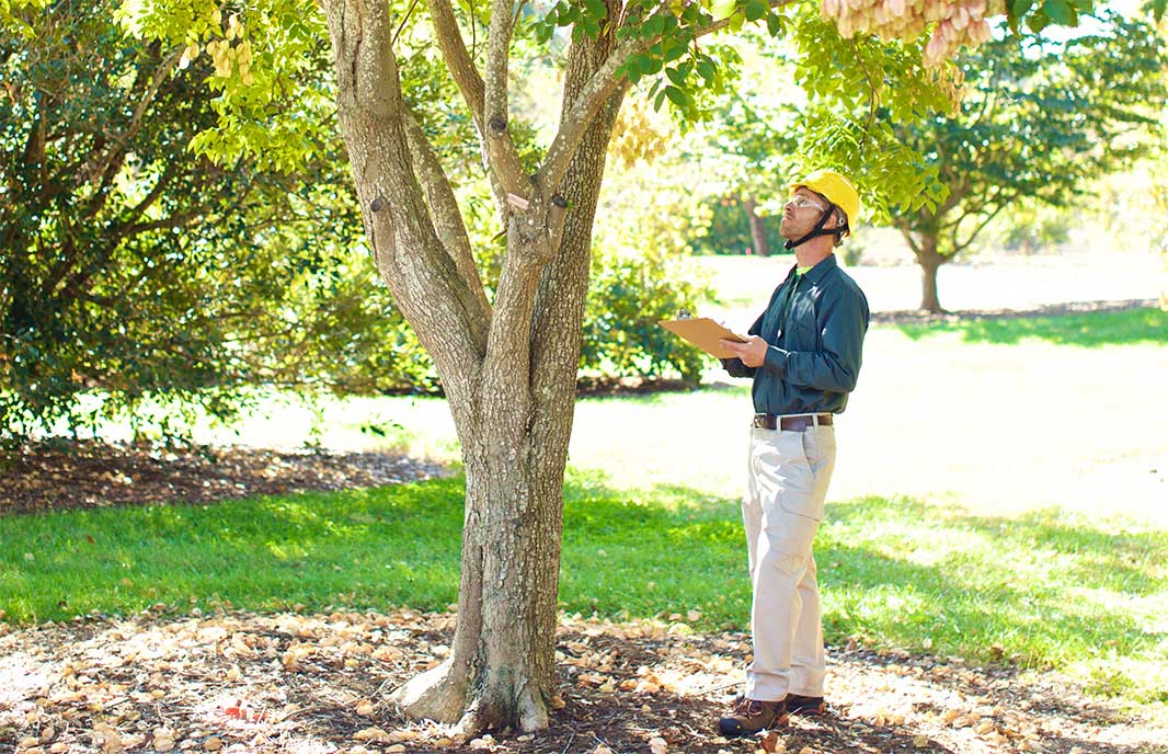 Benefits of Hiring a Certified Arborist in Salem, Oregon Image